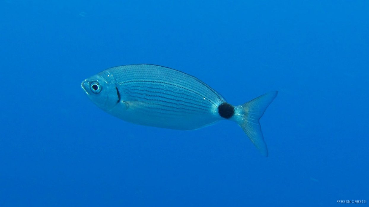 080 Oblade (Oblada melanura).jpg - Oblade (Oblada melanura) : Plus allongé qu'un sar, jamais de rayure verticale. Tache noire entourée de blanc sur le pédoncule caudal
